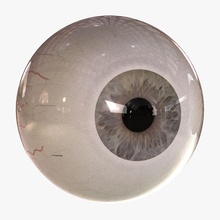 hileli gözler anatomi vücut karakter dcbittorf dilatasyon göz Gözbebekleri baş insan ıris model gözbebeği gerçekçi rig vizyon 3d print model - Mito3D