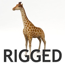 truqué girafe de l'afrique - africaine animal l'asie bipède corne kvakling des terres bas lowpoly les mammifères modèle la nature cou poly rig safari savannah le zoo 3d print model - Mito3D