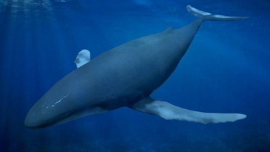 manipuliert Buckelwal Amphibien Tier aquarium aquatic zurück connorwilding tief Fisch Buckel säugetier marine Modell Ozean rig Meer das sealife Wasser Wal 3d print model - Mito3D