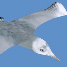 rigged seagull 3dmart animal animated animation bird gull mew model rig sea seagull