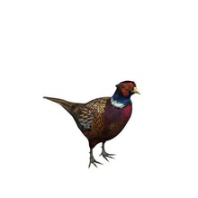ring necked pheasant v2 ringnecked animals printable lowpoly 3d print model - Mito3D