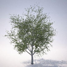 rn tree 2 3drille architecture bark elements forest highpoly leaf model plant season 3d print model - Mito3D