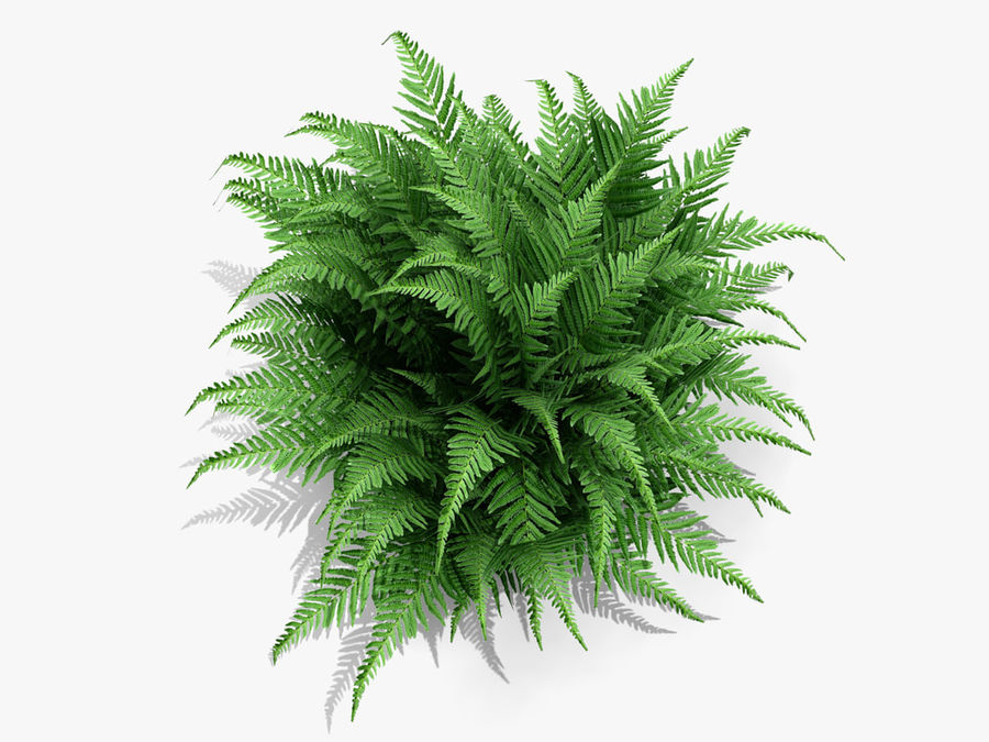 robuste mâle fougère 224 la de fleur forêt jeu jardin l'herbe vert jungle paysage feuille bas sexe masculin masterpixel modèle paume main l'usine poly l'étang en temps réel les arbustes petite tropical végétation sauvage 3D print model - Mito3D