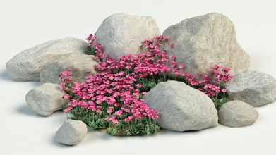 rockfoils saxifraga bushes design exterior flower forest garden grass landscape lanfir111 leaf model mountain parking plant po rock saxifrages shrubs small soil stone tree 3d print model - Mito3D