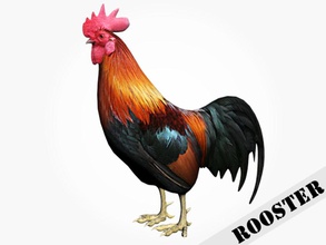 horoz hayvan aydin3d kuş tavuk iç yumurta çiftlik fowl oyun daha düşük model poly 3d print model - Mito3D