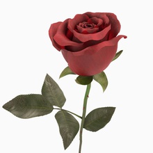 de la rosa 3d ramo flores flor jardín hoja max modelo pétalo planta rojo umka 7 vray 3d print model - Mito3D