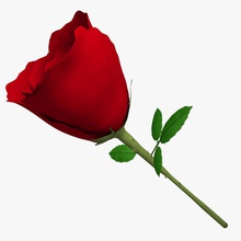 rosa 3d abramsdesign bella frullatore bouquet giorno fiore amore modello la pianta di san valentino 3d print model - Mito3D