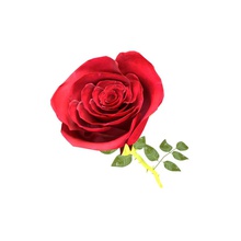 rosa bella alekspot fiore modello petalo la pianta red 3d print model - Mito3D
