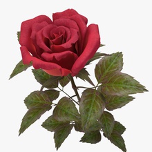 rose rouge v 2 3d 3ds le bouquet bourgeon collection de la fleur jardin feuille max modèle nardid parking pétale l'usine réaliste vray 3d print model - Mito3D