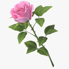 rose v7 cor-de-rosa 3d 3ds buquê bud coleção flor jardim a folha max modelo nardid pétala planta vermelho subiu vray 3d print model - Mito3D
