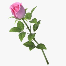 rose v9 3d 3ds le bouquet de la fleur jardin feuille max modèle nardid pétale l'usine rouge vray 3d print model - Mito3D
