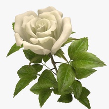 la rose blanche 3d 3ds le bouquet de fleur jardin feuille max modèle nardid pétale l'usine rouge vray blanc 3d print model - Mito3D