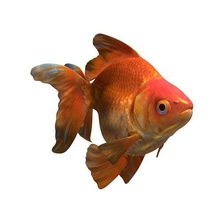 ryukin poisson rouge v1 le animaux imprimable lowpoly 3d print model - Mito3D