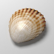 scallop shell animal beach blender clam crustation cycle feral3d fish lower model molluskk ocean poly ray scallop sea shark shell water