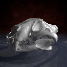 analyse tigre crâne animal bengale de la biologie os exprimés cat morts féline les mâchoires médicaux modèle réel numérisation science squelette le dents x theduke 3d print model - Mito3D