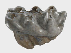 scanned molar fossil 3ds ancient animal beast bone dinosaurs gomphotherium jurassic max model molars obj old paleontology pleistocene prehistoric rustyvan scan sharp skeleton teeth 3d print model - Mito3D