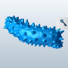 Seegurken v1 Meer Gurke Fisch aquatic Leben bedruckbar ist lowpoly Wasserorganismen 3d print model - Mito3D