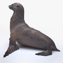 sea lion 3d 3ds Tier Kalifornien säugetier marine max Modell nardid realistisch sind Meer Seelöwen vray 3d print model - Mito3D