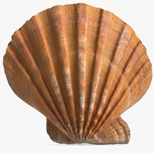 sea shell 15 animale arredamento pesce cibo marino modello mollusco oceano vecchio l'acqua salata mare frutti di shiva3d il serbatoio subacquea 3d print model - Mito3D