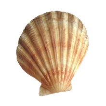 conchiglia di capasanta animale arredamento pesce cibo marino modello mollusco oceano vecchio l'acqua salata pettine mare frutti seashell shell il serbatoio subacquea yamatano123 3d print model - Mito3D