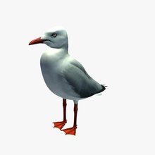 martı v1 seagull hayvanlar yazdırılabilir lowpoly 3d print model - Mito3D