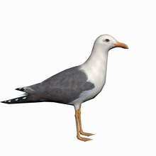seagull animal bird haribi lowpoly model realtime 3d print model - Mito3D