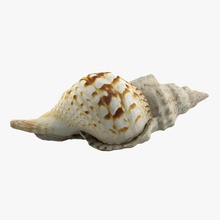 seashell anatomy animal collection crab fish marine model mussels ocean sea shell snail underwater vyvera 3d print model - Mito3D