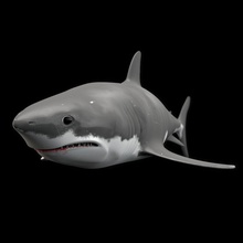 tubarão animais peixe grande makbeton modelo oceano predador do mar água branco 3d print model - Mito3D