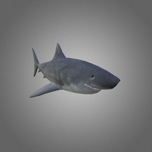shark low-poly animal cryengine fish game great jaws lower model npc poly ready sea udk unity unreal vinrax water white 3d print model - Mito3D