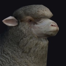 las ovejas animal de la granja fatihakin juego cabra cordero inferior merino obj poli memoria ram lana el zoológico 3d print model - Mito3D