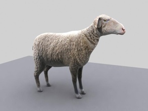 koyun hayvan aydin3d göz çiftlik kuzu daha düşük model poly ram gerçekçi doku 3d print model - Mito3D