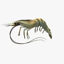 shrimp v1 animals printable lowpoly 3d print model - Mito3D