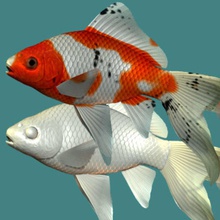 shubunkin pesci rossi animale pesce fresco i nuoto tucano acqua 3d print model - Mito3D