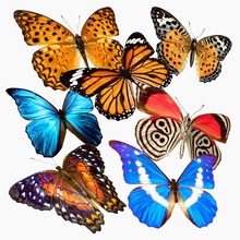 einfach Schmetterlinge Tier bug Schmetterling Sammlung bunte duka0 Fliegen Spaß komisch Insekten niedrigere Modell poly Sommer Flügel 3d print model - Mito3D