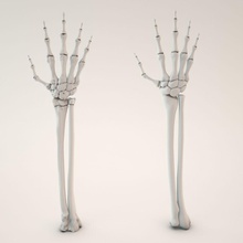 esquelética mão anatômica anatomia braço biologia o corpo osso carpo personagem dígitos dultcraft extremidades dedo humanos membros médica a medicina metacárpios modelo falanges loja - esquelético esqueleto tendão pulso 3d print model - Mito3D