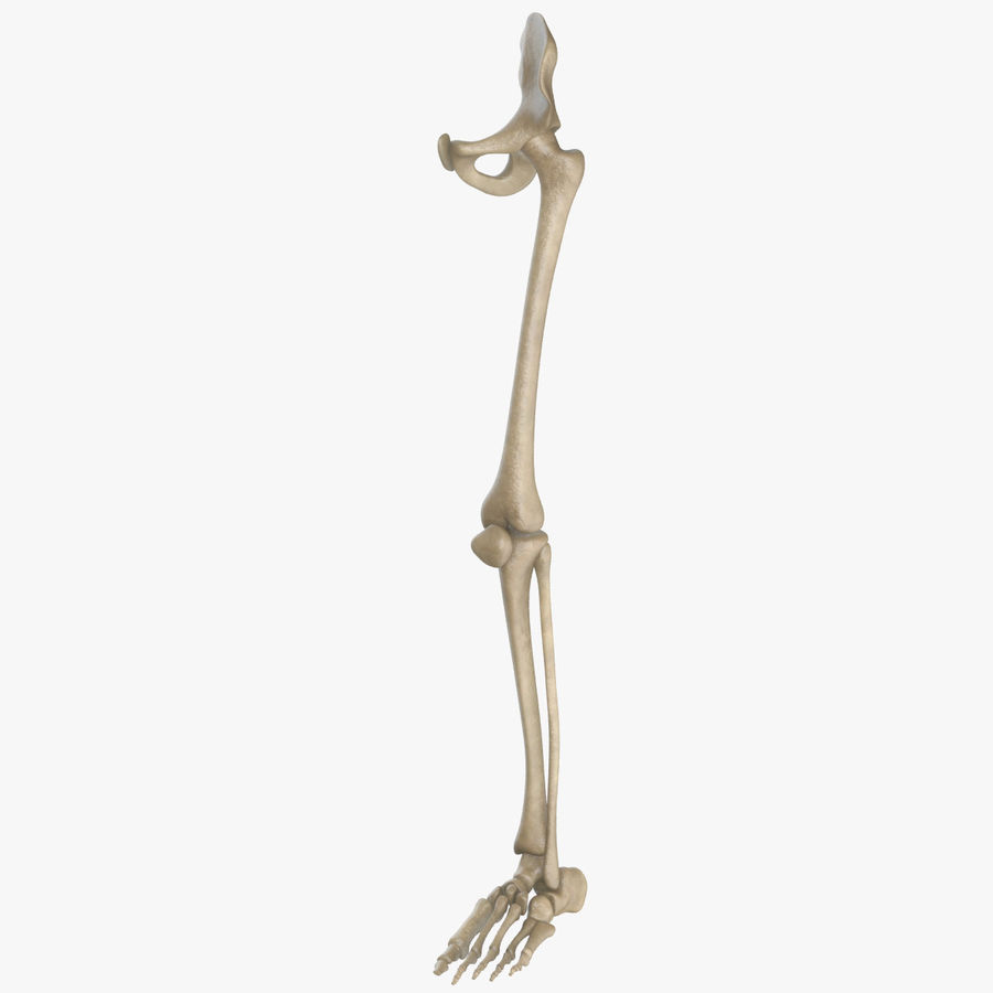 iskelet bacak 3duniverse anatomi vücut kemik karakter ekstremitelerde femur fibula ayak kalça insan bacaklar bacaklarda daha düşük model pelvis pro sakrum tibia 3D print model - Mito3D