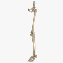 esqueleto de la pierna 3duniverse anatomía cuerpo hueso carácter las extremidades fémur el peroné pie cadera humanos piernas inferior modelo pelvis pro sacro esquelético tibia 3d print model - Mito3D