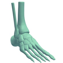 skeletalfoot v2 skeletal foot anatomy printable lowpoly 3d print model - Mito3D