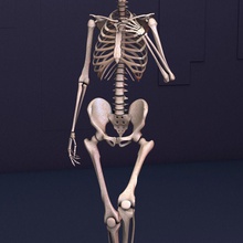 Skelett anatomische Anatomie Körper Knochen Charakter cranium tot Gesicht halloween Mensch Kiefer Gelenk Männlich Mann Modell rig rowoss Schädel Wirbelsäule system Zähne 3d print model - Mito3D
