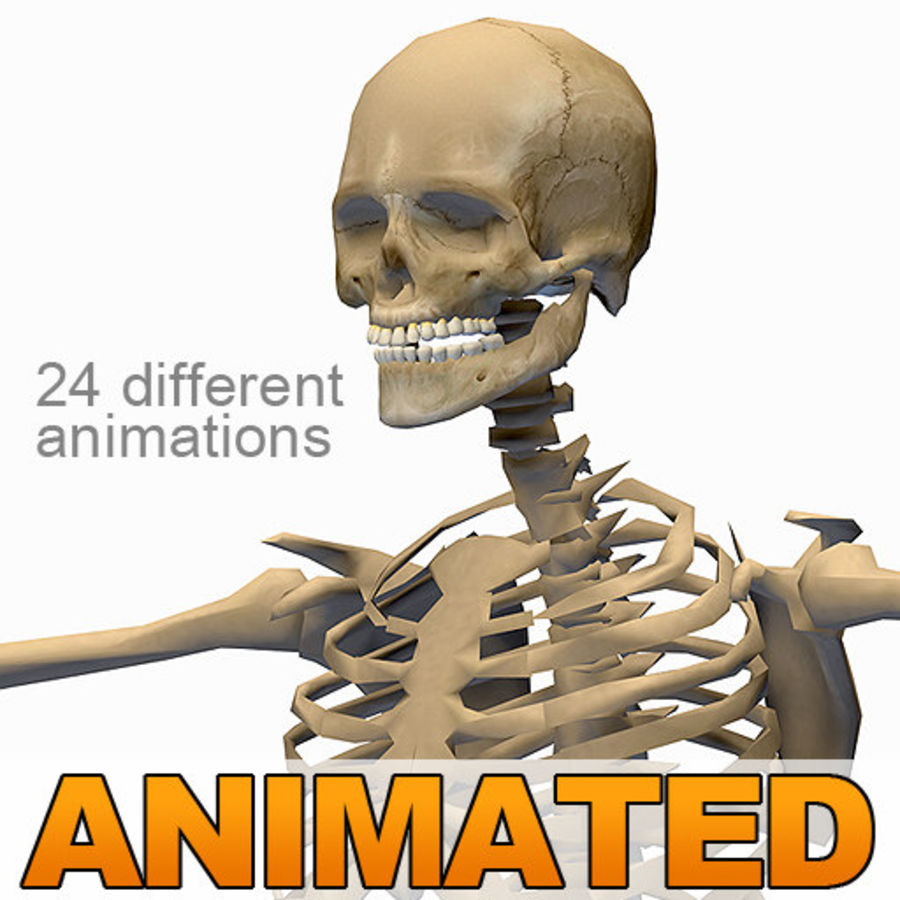 esqueleto 24 animaciones 1 3d 3ds la anatomía animada animación las cuerpo hueso carácter cine cómic juego chicos humanos de articulación masculino hombre modelo aparejo esquelético el cráneo sistema unjosnav 3D print model - Mito3D