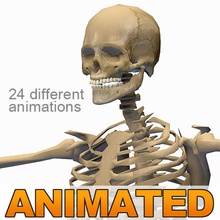 skeleton 24 animations 1 3d 3ds anatomy animated animation body bone character cinema comic game guys human joint male man model rig skeletal skull system unjosnav 3d print model - Mito3D