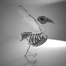 skeleton bird alar anatomy animal bone character chicken eagle feather finch flank fliers fly fowl life martock model pinion pinnate poultry skeletal wild wing 3d print model - Mito3D