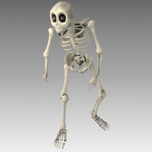 skeleton character anatomy animated body bone femur fibula foot game hand human humerus mandible medical model nallon pelvis ribcage science skull tibia vertebral 3d print model - Mito3D