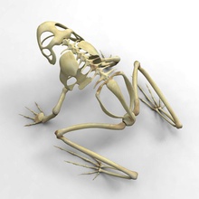 skeleton frog 3d wanderer amphibian anatomy animal body character cheetah3d dragon human mac model reptiles skeletal system tv 3d print model - Mito3D