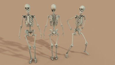skeleton high poly anatomy body bone character halloween human model phlos skull 3d print model - Mito3D