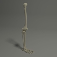 skeleton leg 3d 3ds anatomy blend blender body bone character extremities fbx foot guntarslv human inferior legs limbs max medicine model obj skelet skeletal system 3d print model - Mito3D