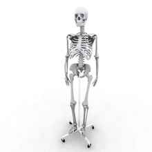 skeleton medical 3dagent anatomy body bone character classroom free guys human male man 3d print model - Mito3D