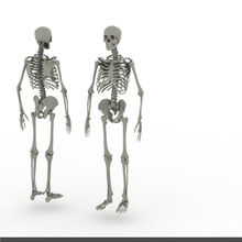 skeleton realistic human anatomy body bone character full hand human legs man model muscular realistic skeletal skeleton skull stand woman yonadesign