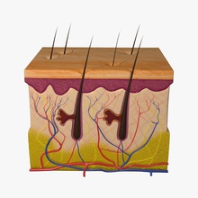la peau de l'anatomie 3d biologie corps caractère follicule cheveux l'homme jahan médicaux modèle les muscles musculature personnes protéger cicatrice des tissus veine vertébrés zaib 3d print model - Mito3D