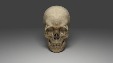le crâne l'anatomie avatarcristy corps caractère detalied jeu tête de l'homme bas modèle poly ray prêt réaliste squelette skul dents la texture les rayons uv wooman x 3d print model - Mito3D